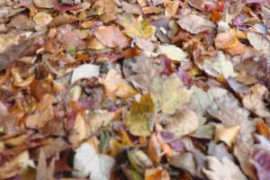 New Leaves, New Challenges
