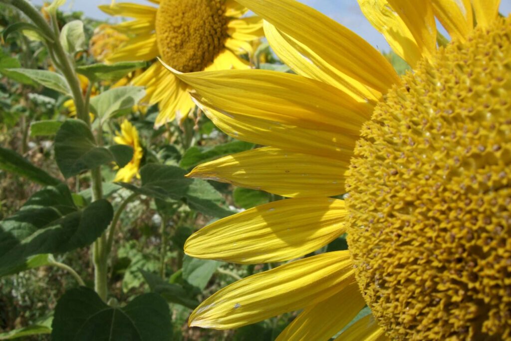 Anger Managed with Gardening