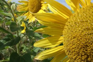 Anger Managed with Gardening